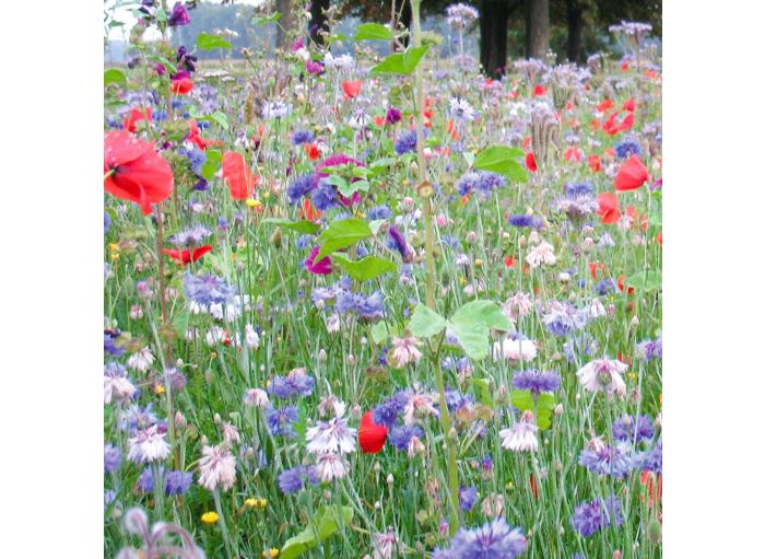 Mélange de graines pour l'apiculture et les abeilles en sac de 10kg
