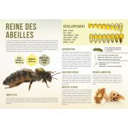 Planche pédagogique en PVC 60x42cm "REINE DES ABEILLES"