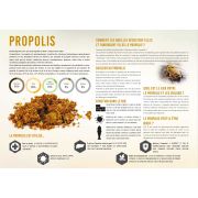 Planche pédagogique en PVC 60x42cm "PROPOLIS"
