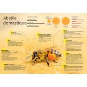 Planche pédagogique en PVC 60x42cm "ABEILLE DOMESTIQUE"