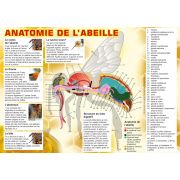 Planche pédagogique en PVC 60x42cm "ANATOMIE DE L'ABEILLE"