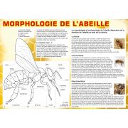 Planche pédagogique en PVC 60x42cm "MORPHOLOGIE DE L'ABEILLE"