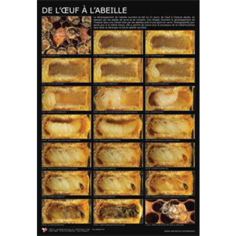 Affiche Poster "De l’œuf à l'abeille" Affiche Poster "De l’œuf à l'abeille"