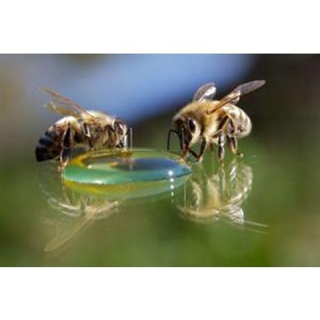 Poster "abeille sur bulle", Benoit A La Guillaume