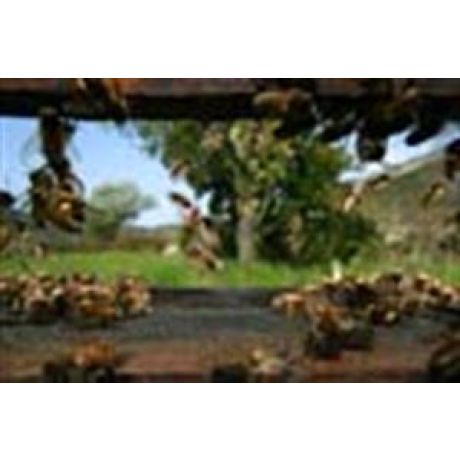 Poster "L'envol de la ruche" (sous tube), Eric Tourneret