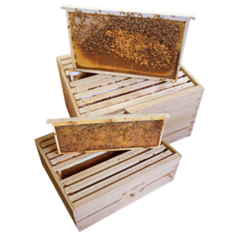 KIT de 38 photos didactique pour cadres Dadant 10