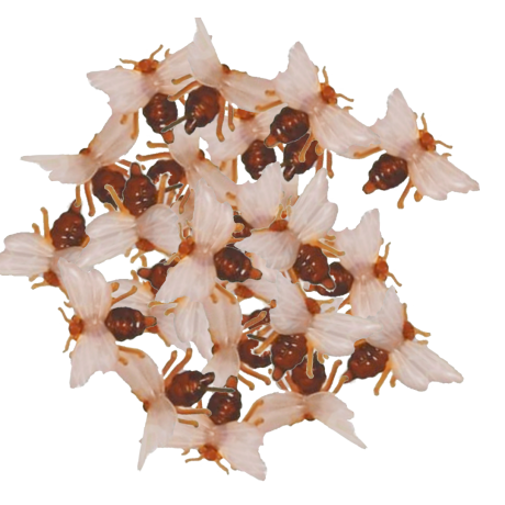 Abeille pique , la pièce