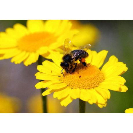 Magnet "abeille sur fleur"