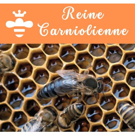 Reine CARNIOLIENNE