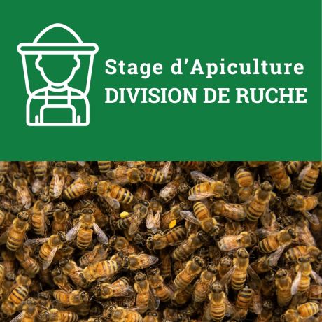 Stage d'apiculture "DIVISER UNE RUCHE", le Samedi 26 Avril 2025