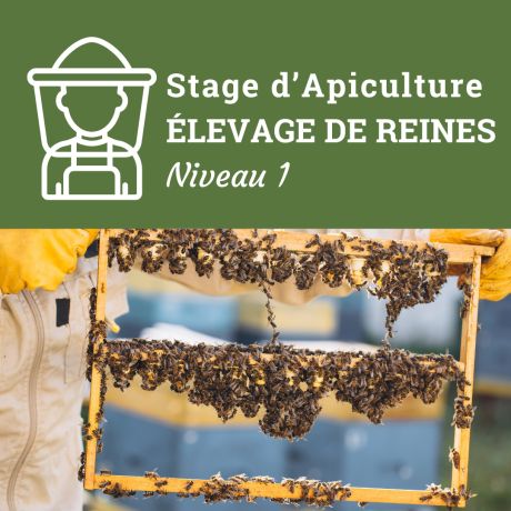 Stage d'Apiculture "ELEVAGE DE REINES Niveau 1", le Samedi 17 Mai 2025