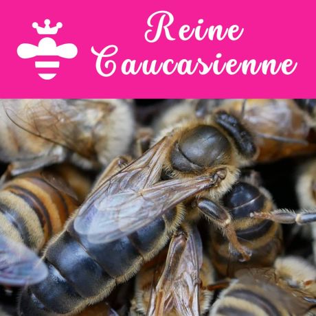 Reine CAUCASIENNE 