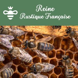 Reine RUSTIQUE (Noire) Française