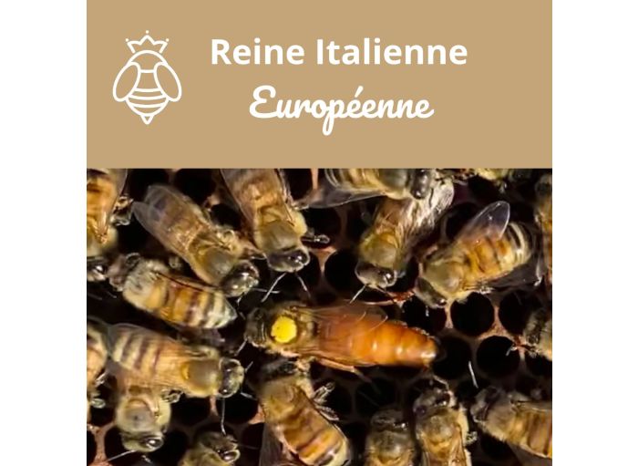 Reine abeille fécondée Italienne Ligustica