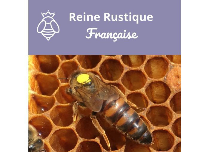 Reine fécondée Rustique Française