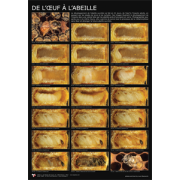 Affiche Poster "De l’œuf à l'abeille" 