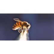 Poster "L'abeille équilibriste", Benoit A La Guillaume