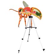 Coupe anatomique de l'abeille en résine