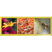 Magnet panoramique 3 photos abeilles 