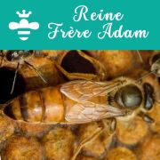 Reine FRERE ADAM