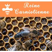 Reine CARNIOLIENNE