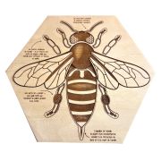 Puzzle pédagogique en bois forme alvéole "Anatomie de l'abeille".
