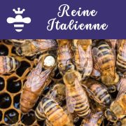 Reine ITALIENNE