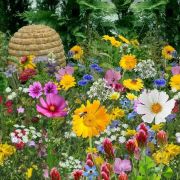 Mélange de graines mellifères pour l'apiculture, le sachet de 100g