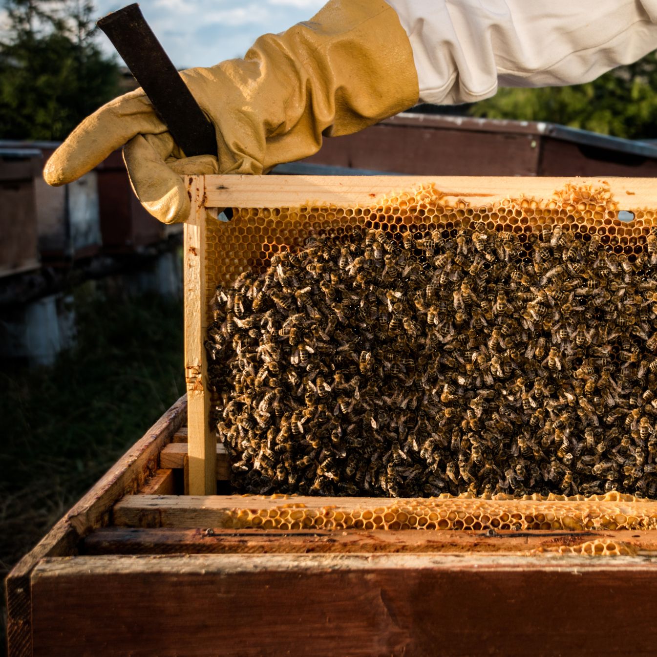 essaims d'abeilles 