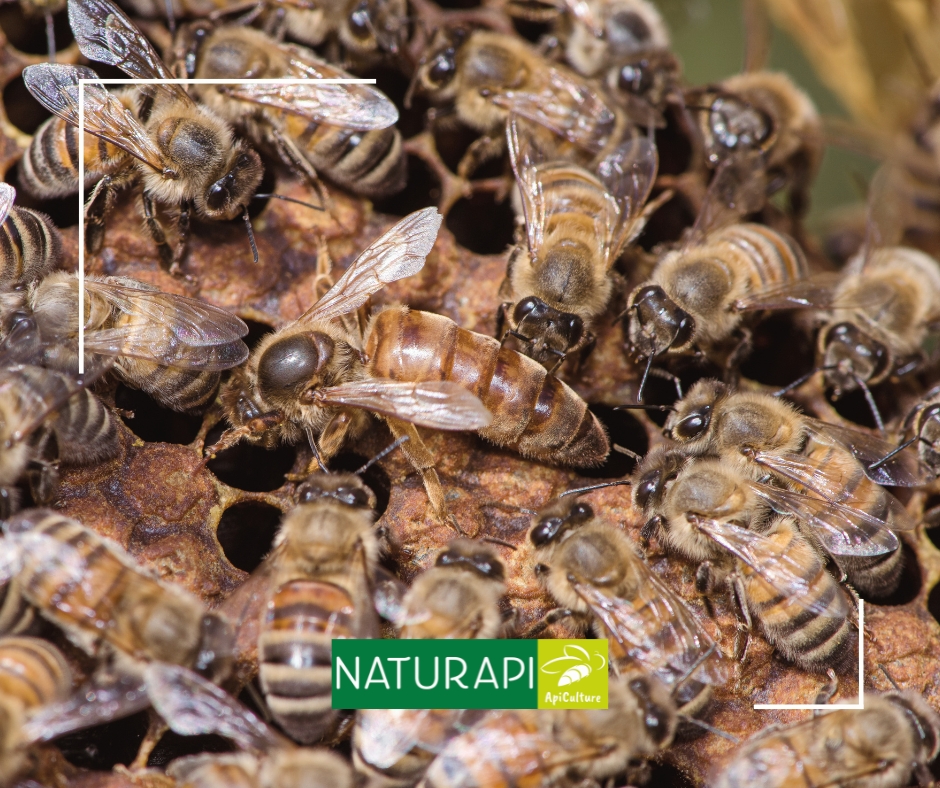 Reines fécondées pour 2026