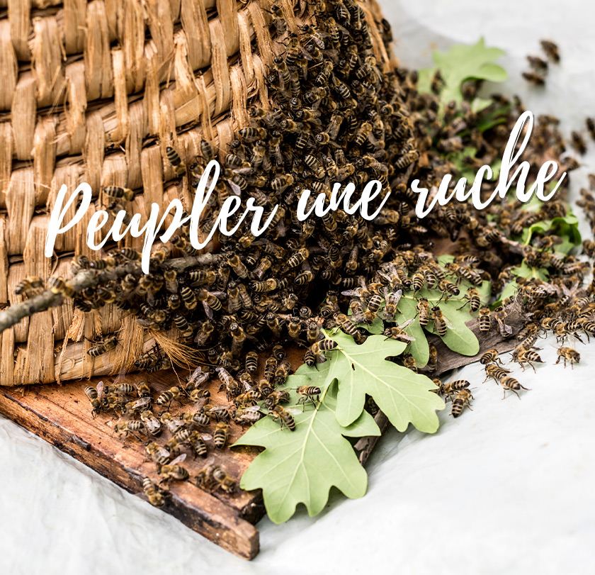 Formation Apiculture