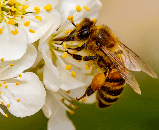 Récolte du pollen