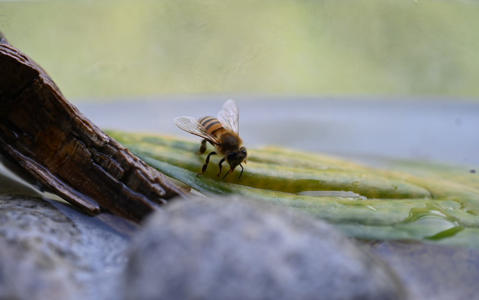 Comment refroidir une ruche ?