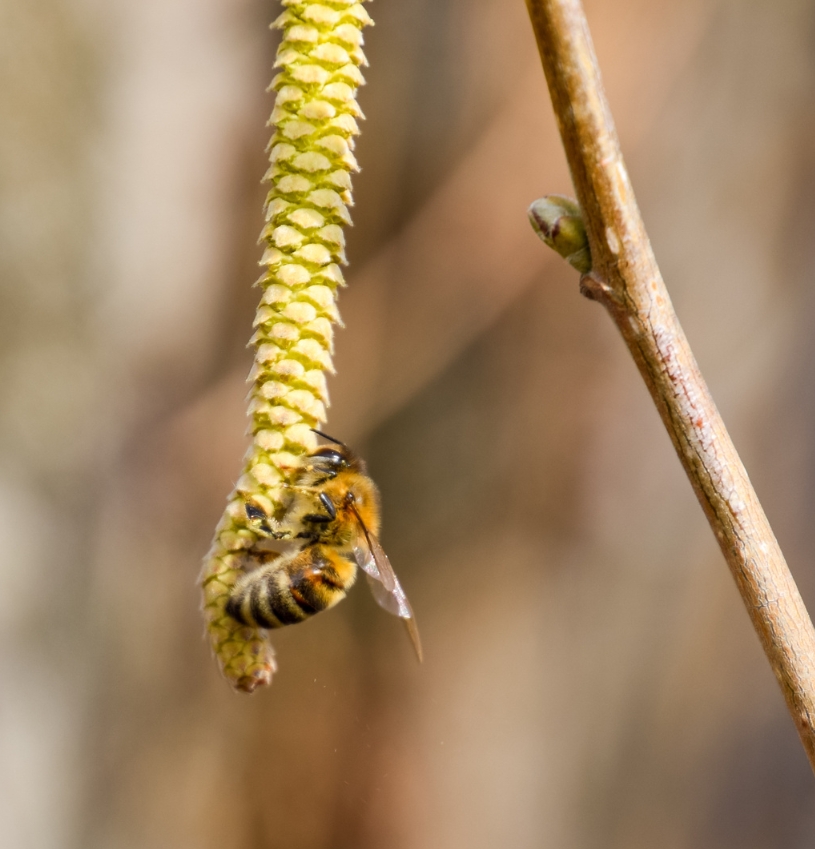 Que faire au rucher en février ? 