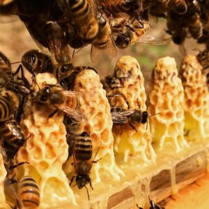 Élever des Reines : Techniques et calendrier