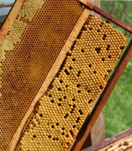Quelle est l'utilité d'un cadre à mâle en apiculture ? 