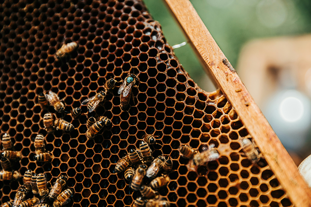 Le chant de la reine : ce phénomène fascinant !