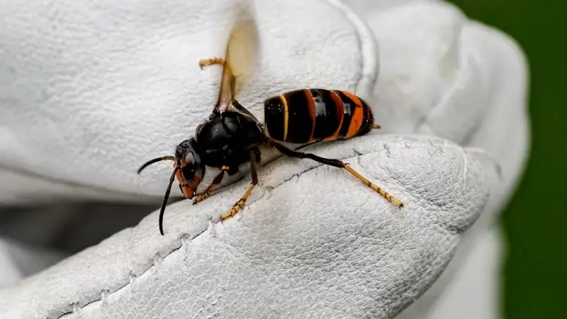 Comment protéger ses ruches du frelon asiatique ? 