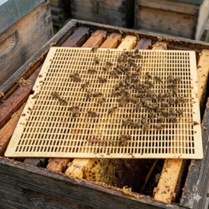 La grille à reine en apiculture : notre mode d’emploi 