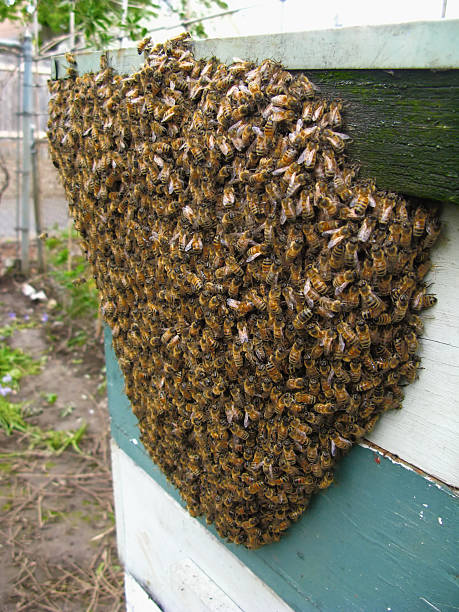 Pourquoi les abeilles font une barbe de ruche ?