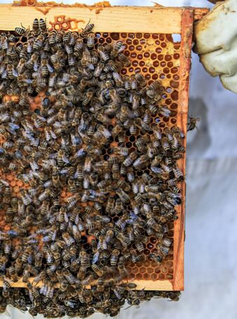 Que faire d'une ruche bourdonneuse ?