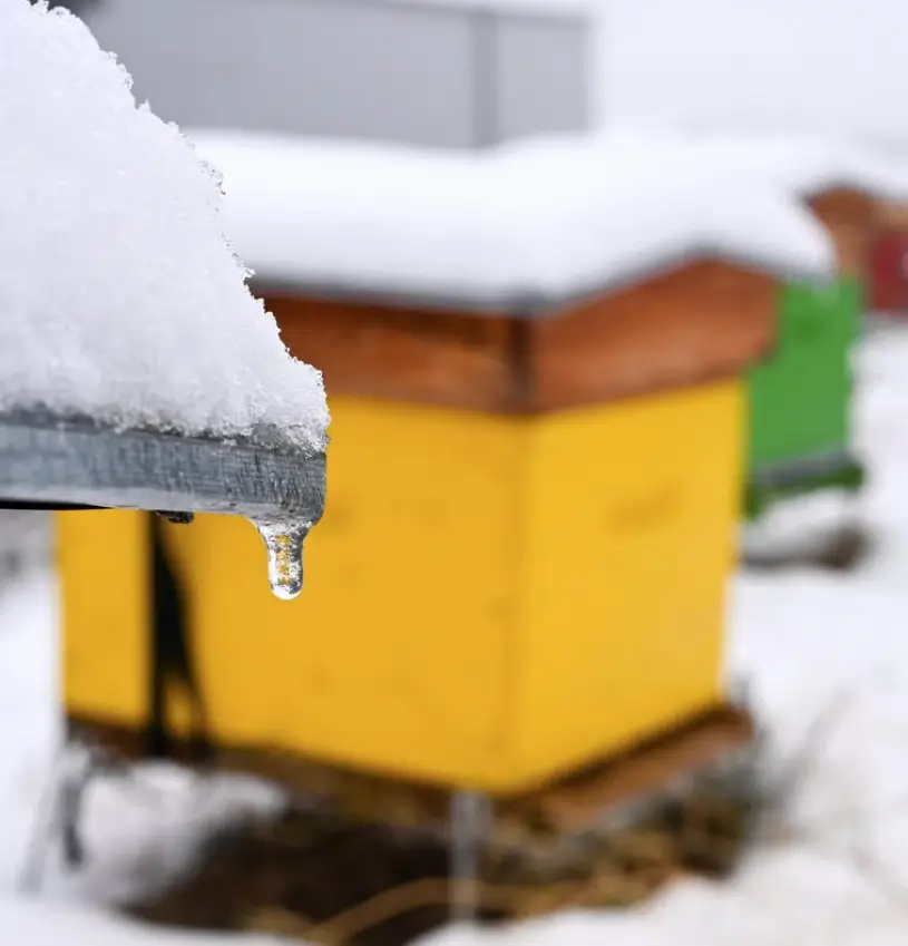 Que faire au rucher en janvier ? 