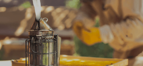 Apiculture mois par mois