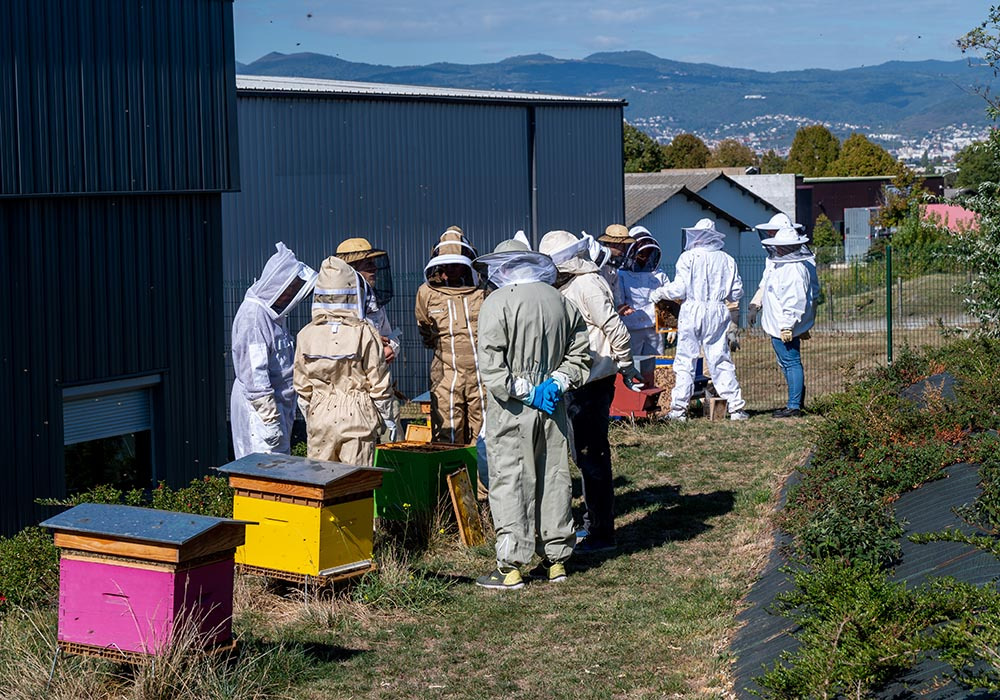 Cadre d'abeilles dans une ruche