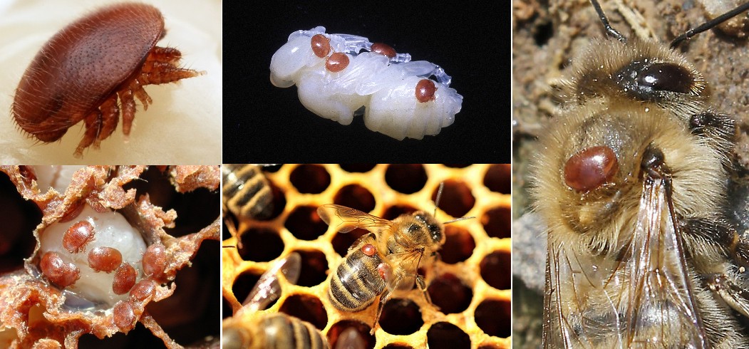 Varroa destructor sur une abeille