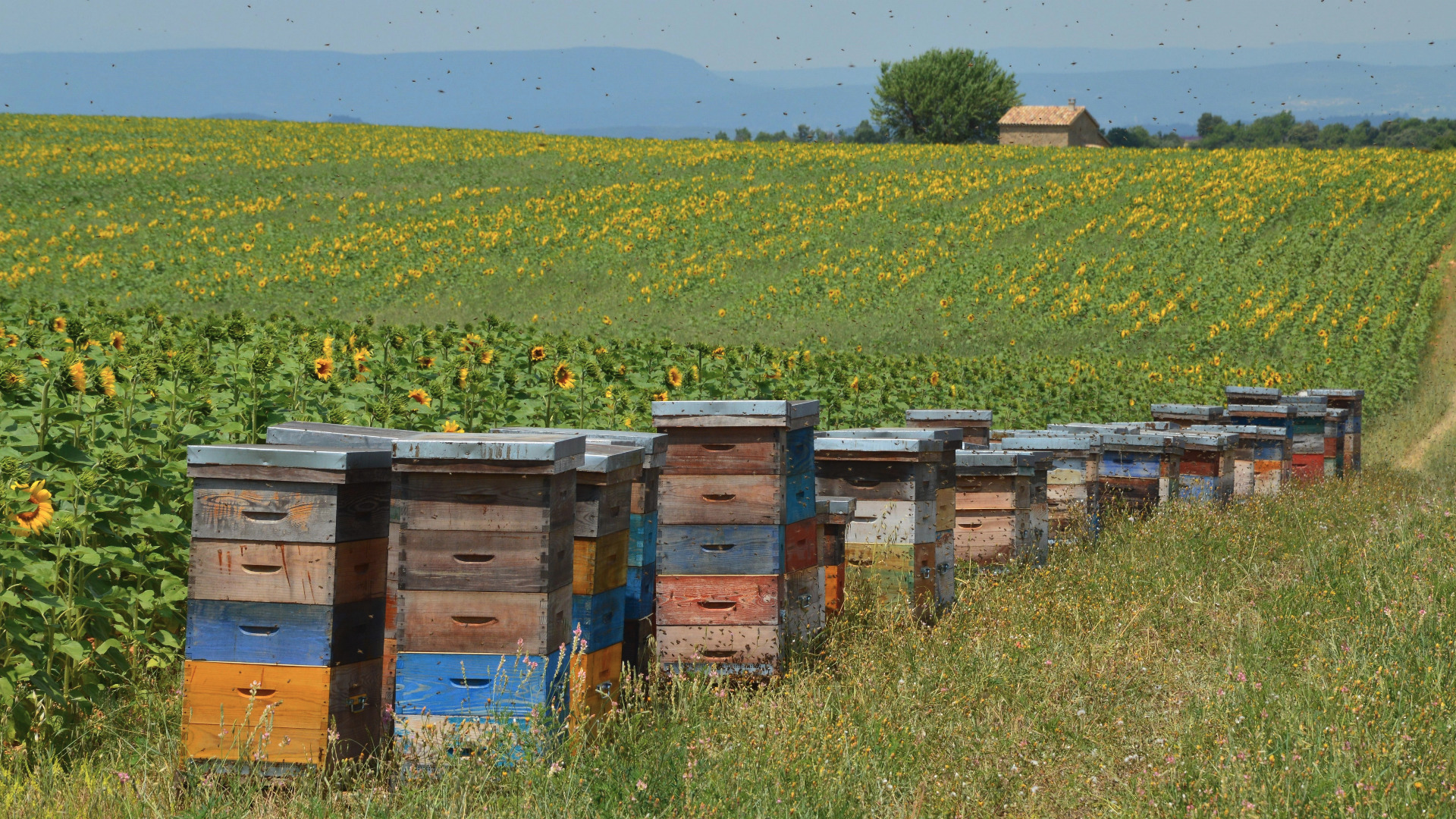 Ruche orientée sud-est dans un jardin ensoleillé
