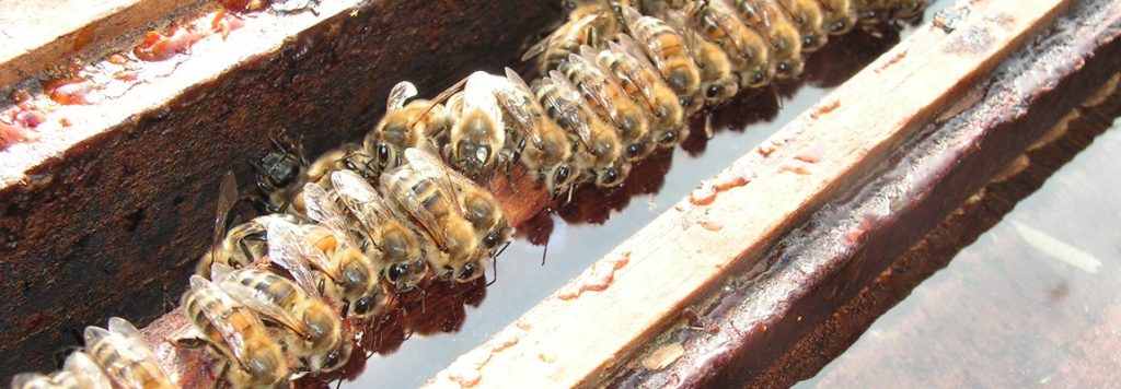 nourrir abeilles sirop