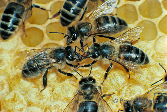 Trophallaxie abeille
