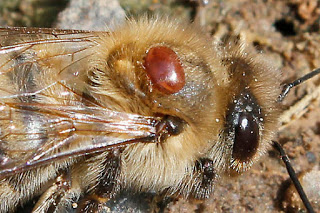 varroa