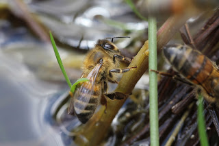 abeille à la recherche d'eau